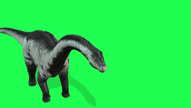 animation - Brachiosaurus herd, sauropod walking in search of food on Green Screen