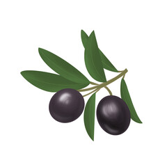 Illustration of a branch with leaves and black ripe juicy olives on a white neutral background. Can be used as part of your composition
