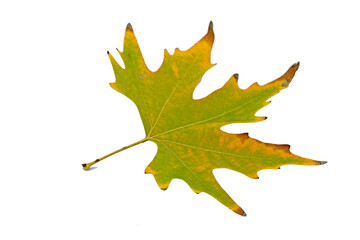Details of an oriental plane tree in the autumn