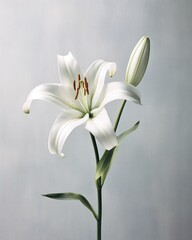 Minimalist lily flower with a monochromatic, clean color scheme and geometric shapes for the petals and leaves, a modern and sleek atmosphere. - obrazy, fototapety, plakaty