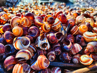 Snail shell background, texture, pattern, frame, copy space and place for text. Abstract Marine background and pattern