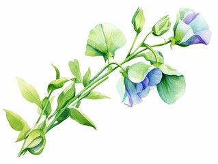 Blue Sweet Pea Flower. Watercolour Illustration of  Purple Sweet Peas Stem Isolated on White Background. - obrazy, fototapety, plakaty