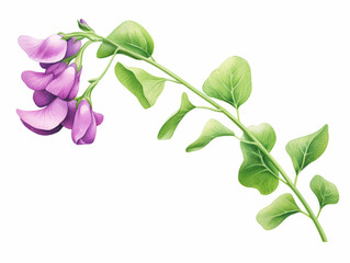 Pink Sweet Pea Flower. Watercolour Illustration of  Purple Sweet Peas Stem Isolated on White Background.