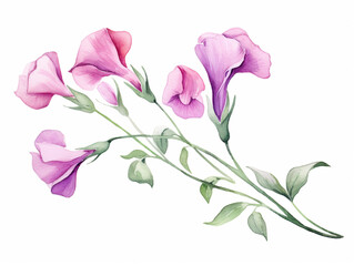 Pink Sweet Pea Flower. Watercolour Illustration of  Purple Sweet Peas Stem Isolated on White Background.