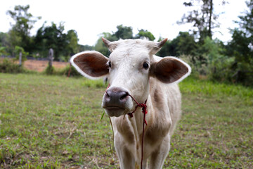 A cow on the grass field.