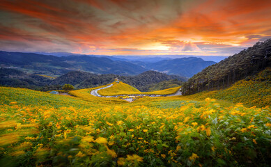 Beautiful Wide Angle of Buatong Mexican Sunflower Field in The Sunset From view point. Tithonia Diversifolia on Tung Bua Tong Mountain in winter on Doi Mae U-Kho in Mae Hong Son, Thailand. - obrazy, fototapety, plakaty