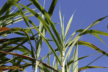Sugar cane plants, sugar cane field