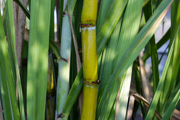 Sugar cane plants, sugar cane field