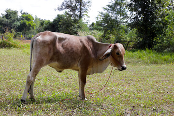 A cow, ox on the grass field.