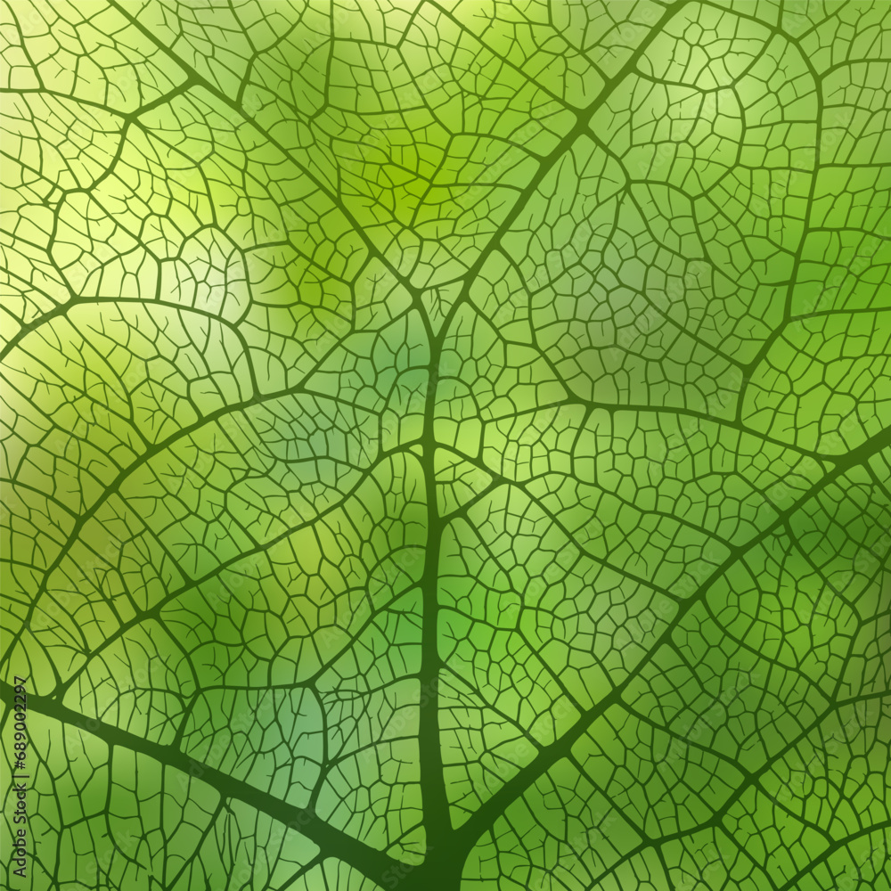 Wall mural leaf vein texture abstract background with close up plant leaf cells ornament texture pattern.