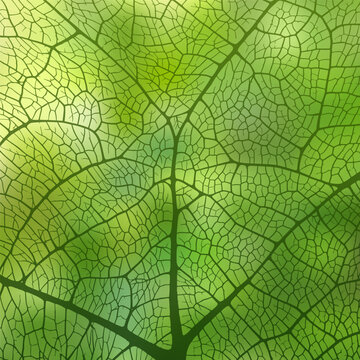 Leaf vein texture abstract background with close up plant leaf cells ornament texture pattern.