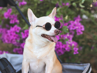 Happy brown short hair Chihuahua dog wearing sunglasses, standing in pet stroller in the park with...