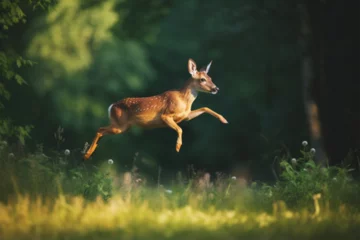  Photo of roe deer jumping high © bojel