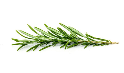 rosemary leaf isolated on white background. Rosemary Leaf Herbal is Spices, Fresh Rosemary Herb Set for cooking and medicine isolated over white background