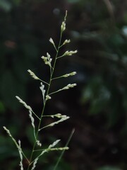 close up of a plant
