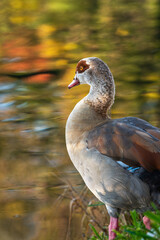 Vertical portrait of an adult male Egyptian or Nile goose (Alopochen aegyptiaca) standing by the water in which autumn foliage is reflected