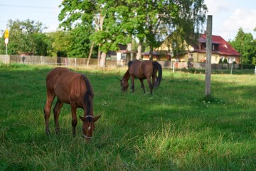 Thoroughbred horses walking in a field. Horses on the farm. Agritourism and hippotherapy.