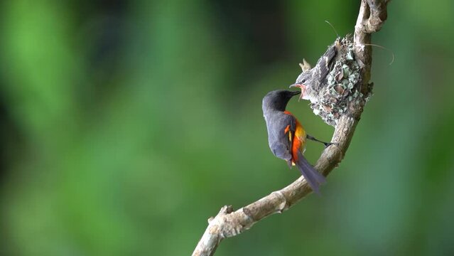 a male small minivet bird is feeding its chicks which are waiting to be nested