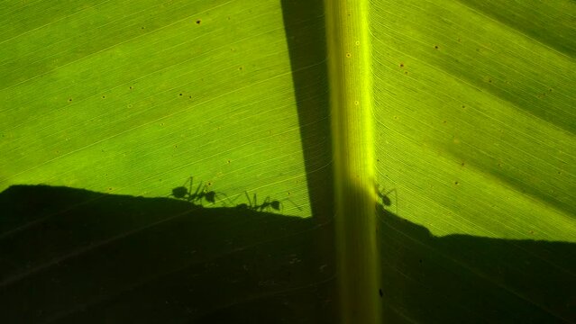 Leaf Cutter Ants Silhouette Crawling On A Leaf 4K Jungle tropics animals nature
