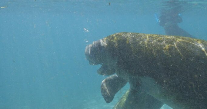 Manatee blowing bubbles underwater in clear blue water