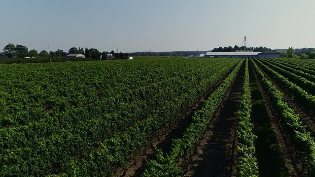 A drone captures row upon row upon row of seemingly endless grapevines on a sunny, blue-skied day. Honsberger Estate Winery in Jordan, Ontario.