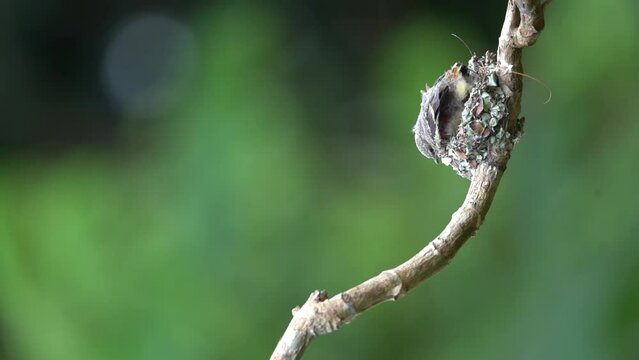 a cute small minivet chick is learing to come out of the nest