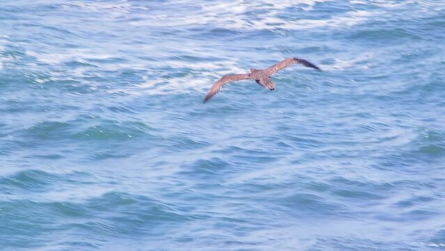 Southern giant petrel flying away over the waves in the blue sea flapping its wings