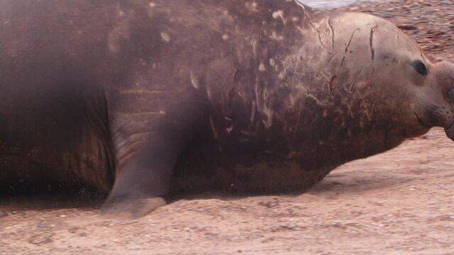Male Southern Elephant Seal Galumphing in slow motion up on the coast as it exits the sea to rest 