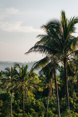 palm trees on the beach