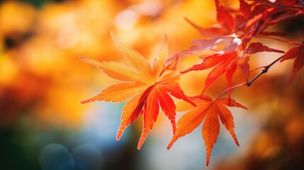 Sunlit red-orange maple leaves with morning dew. Natures autumn display.