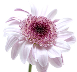 pink chrysanthemum flower as background.