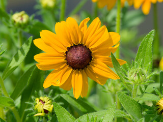 Rudbeckia hirta | Black-eyed Susan - Brown-eyed susan - Brown betty - Gloriosa daisy - Golden jerusalem - Closeup of a flower daisy-like with yellow ray florets surronding a brown cone
