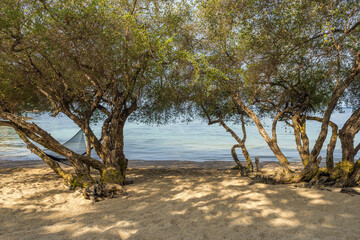 Mangrove trees on sandy Freedom beach on Koh Tao tropical island in Thailand. Morning shade from the trees on the sea shore. Empty beach