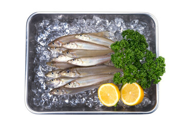 シロギス-Sillago japonica