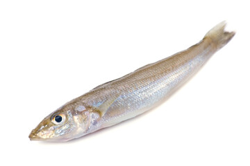 シロギス-Sillago japonica