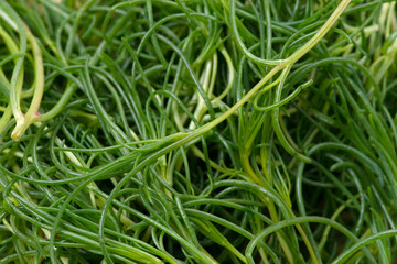 オカヒジキ-Salsola komarovii