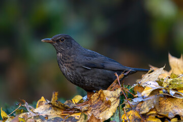 Blackbird (Turdus merula) in an forest covered with colorful leaves. Autumn day in a deep forest in the Netherlands.                            