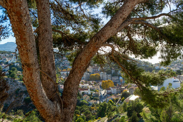 Arbres sur une colline dominant un quartier de Marseille