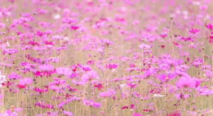 Soft focus of pink cosmos flowers field with vintage filter