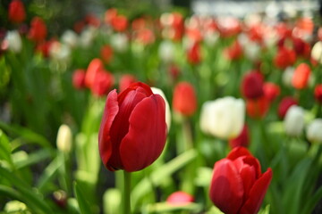 Red tulips in the winter flower garden