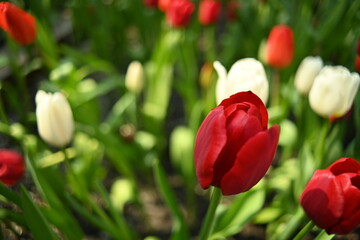 Red tulips in the winter flower garden