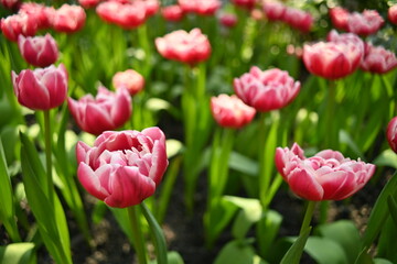 tulip aveyron in the winter flower garden