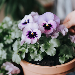 Close-Up: Florist's Hands Cultivating Purple Pansies in Pot - Planting Spring Flowers.