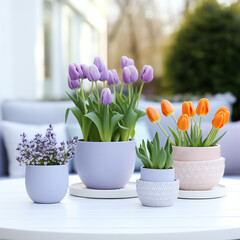 Springtime Gardening: Vibrant Purple and Apricot Tulips in Garden Pots Arranged on a White Table at the Garden.