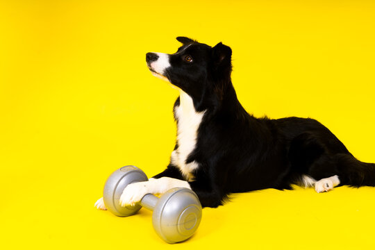 Border collie dog with dumbbell shape apporte training object isolated