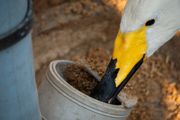 Mute swan eating from its feeding place in the zoo.