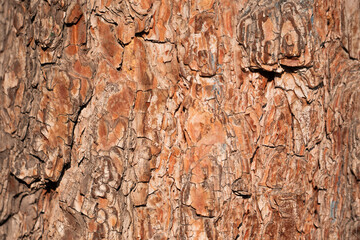 Brown texture of the tree trunk.