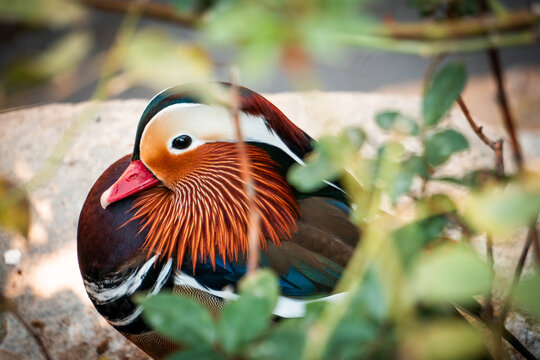 A photo of a mandarin duck swimming in a small lake.