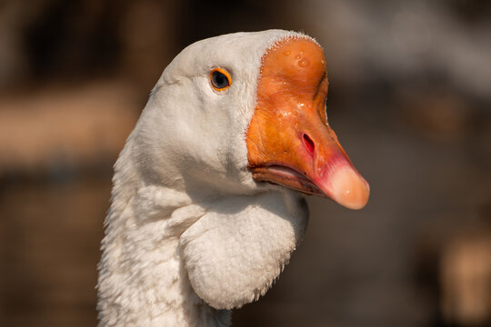 A photo of the African white goose in the bird garden.