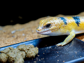 ピーターズバンデッドスキンク